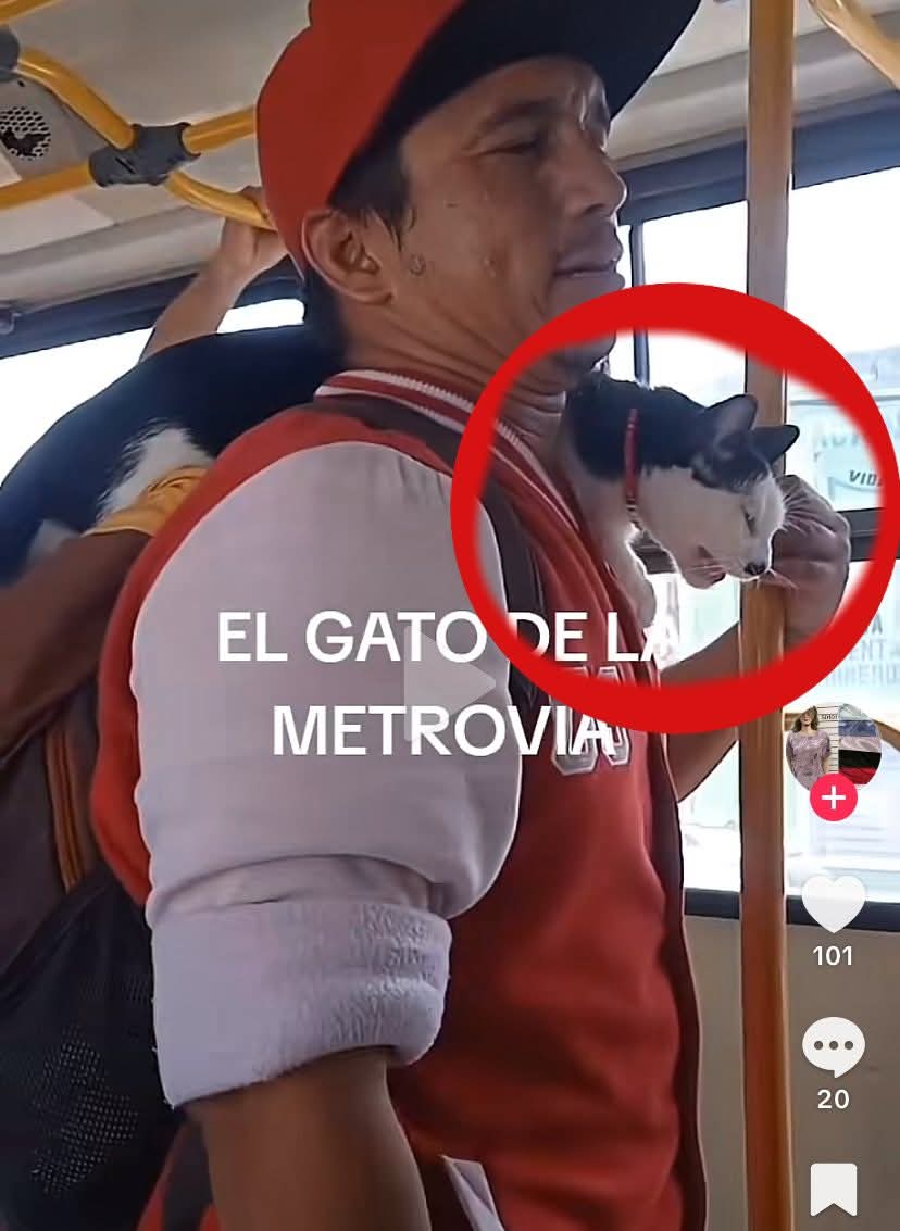 #URGENTE #Guayaquil #Denuncia Urge localizar a este sujeto y al felino, múltiples reclamos refieren maltrato.