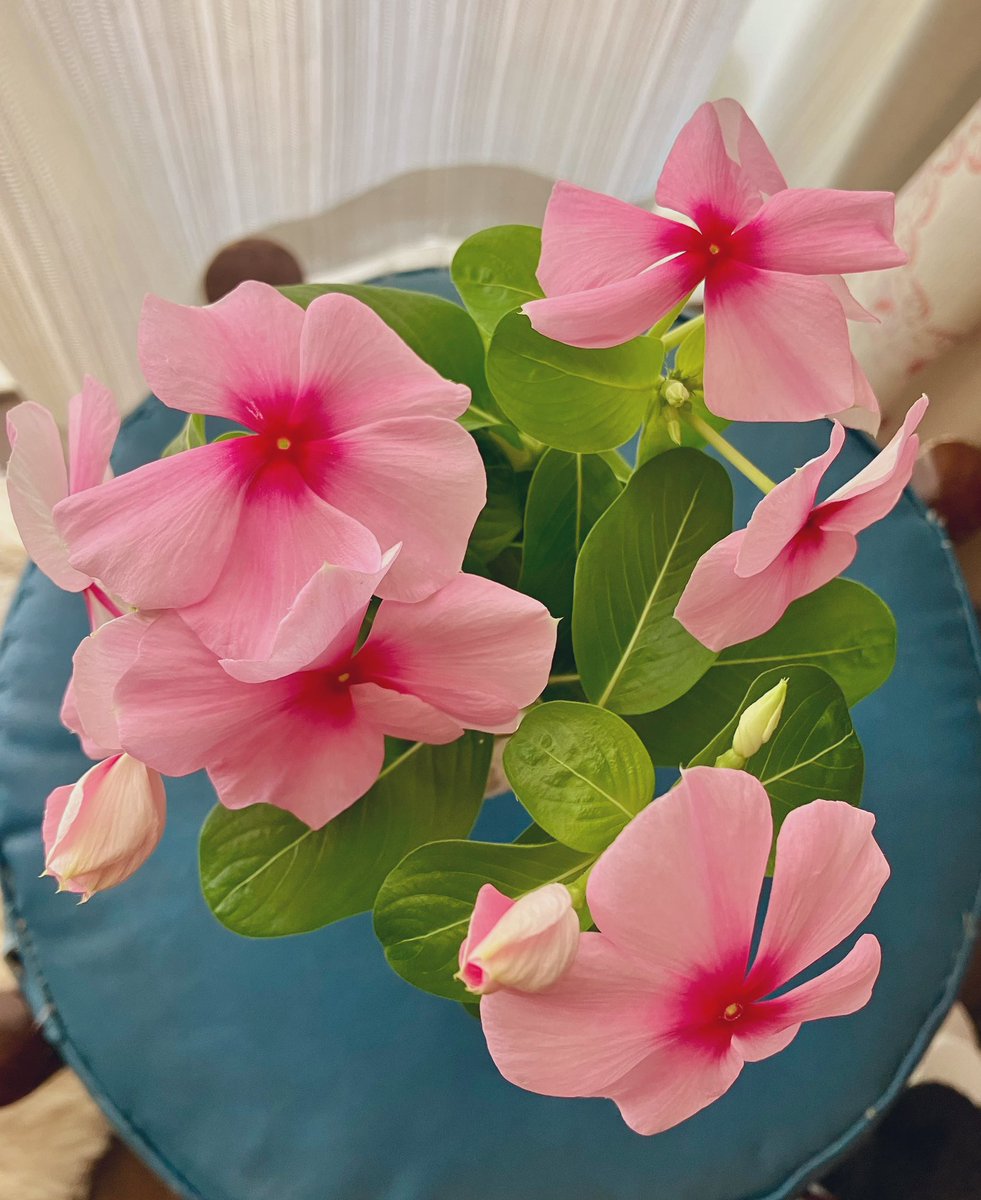 Our pink periwinkle flowers at home for today💗💗💗💗
☺️😽🌼🌼🌼🌼🏠✨🌞
#Flowers #Periwinkle #athome #September2025