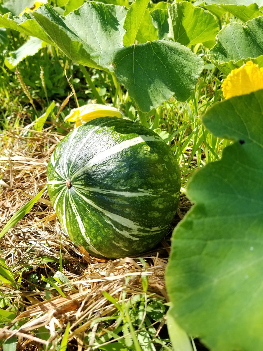 Kyoco10kachi's tweet photo. 枝豆の畝に眠っていた種(去年の生ゴミ)が芽吹き、ポテンシャルを信じて鼻息荒く見守っていたカボチャが5個も収���できました。はかりに載せたら、重量オーバーのエラー表示(2キロ超え)が出て、にっこり。

ほくほく、秋ですね

#家庭菜園 https://t.co/LqSO98mWII