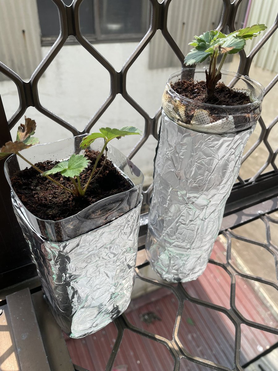 pha203's tweet image. 加入草莓行列