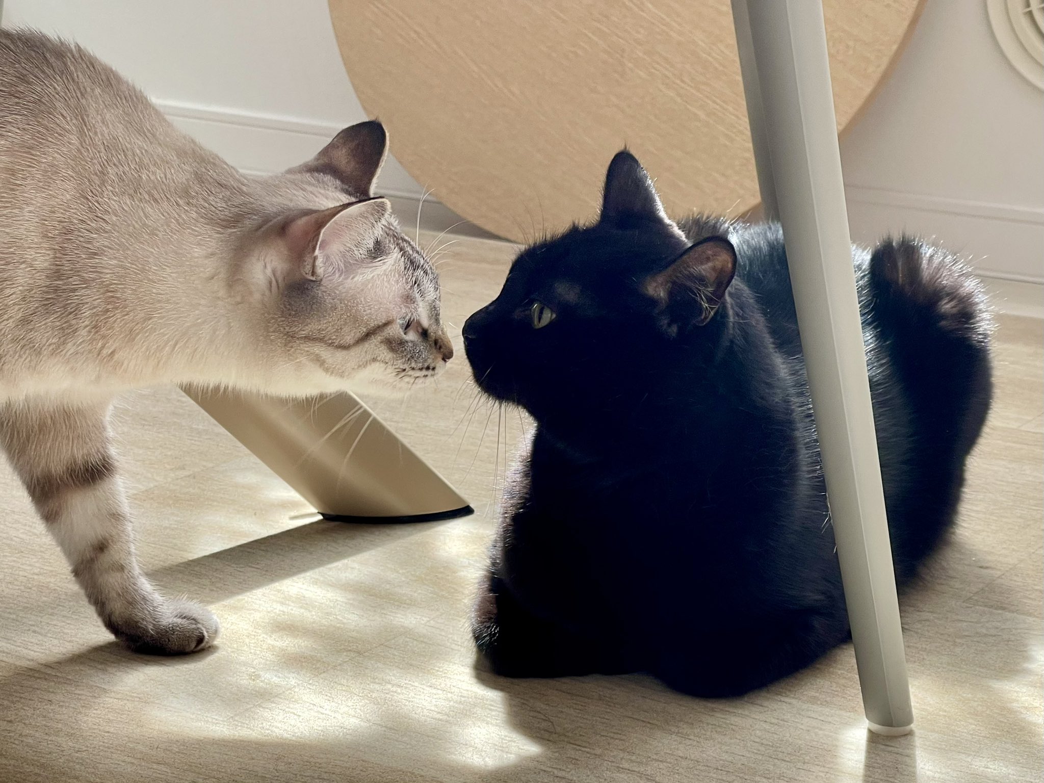 くろねこページ 90638214_1.jpg