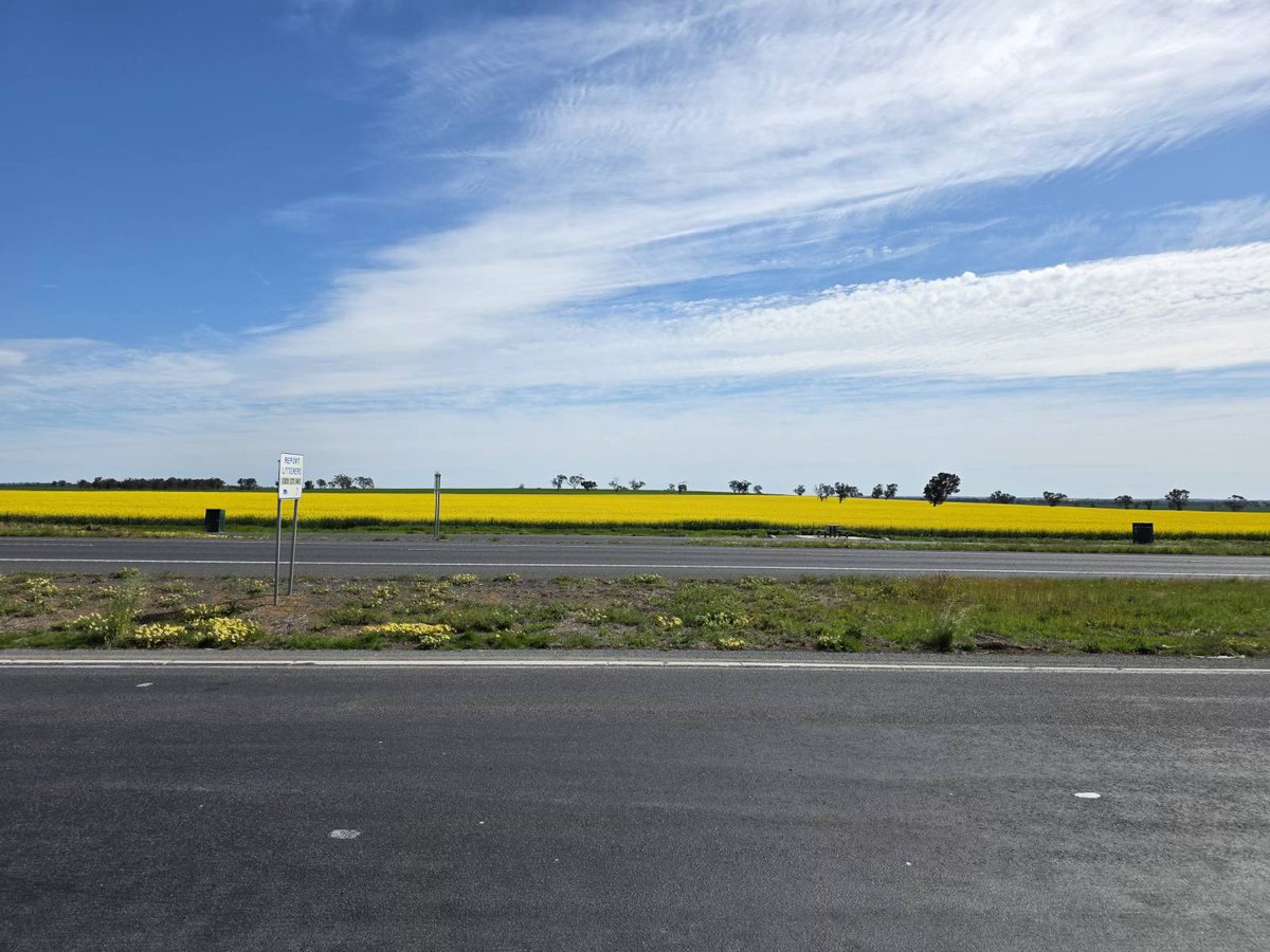 _ragininair's tweet photo. Breathtaking views of the canola fields in full bloom!🌼🌼🌼🌼 https://t.co/l1uqczbzSe