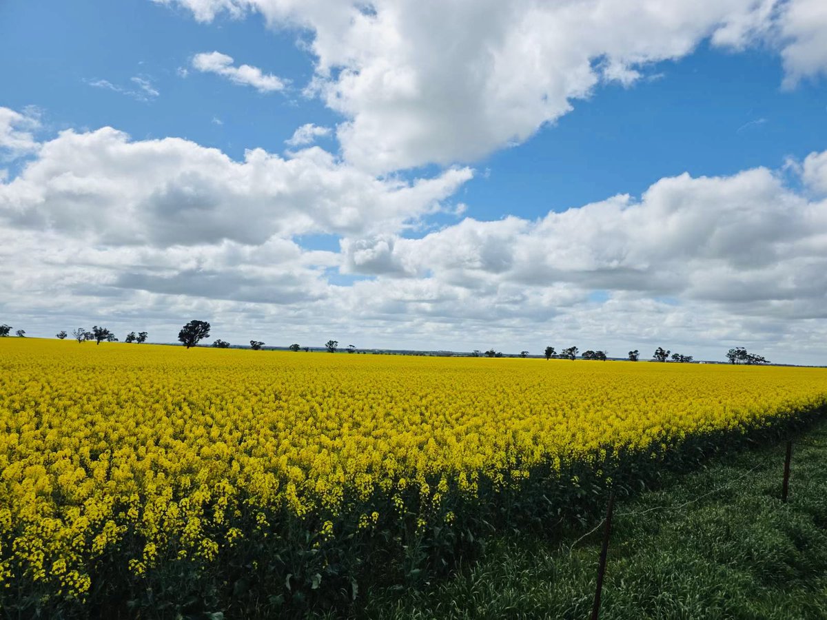 _ragininair's tweet photo. Breathtaking views of the canola fields in full bloom!🌼🌼🌼🌼 https://t.co/l1uqczbzSe