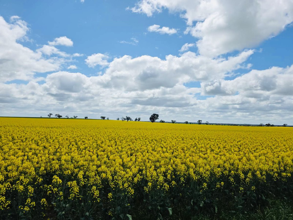 _ragininair's tweet photo. Breathtaking views of the canola fields in full bloom!🌼🌼🌼🌼 https://t.co/l1uqczbzSe