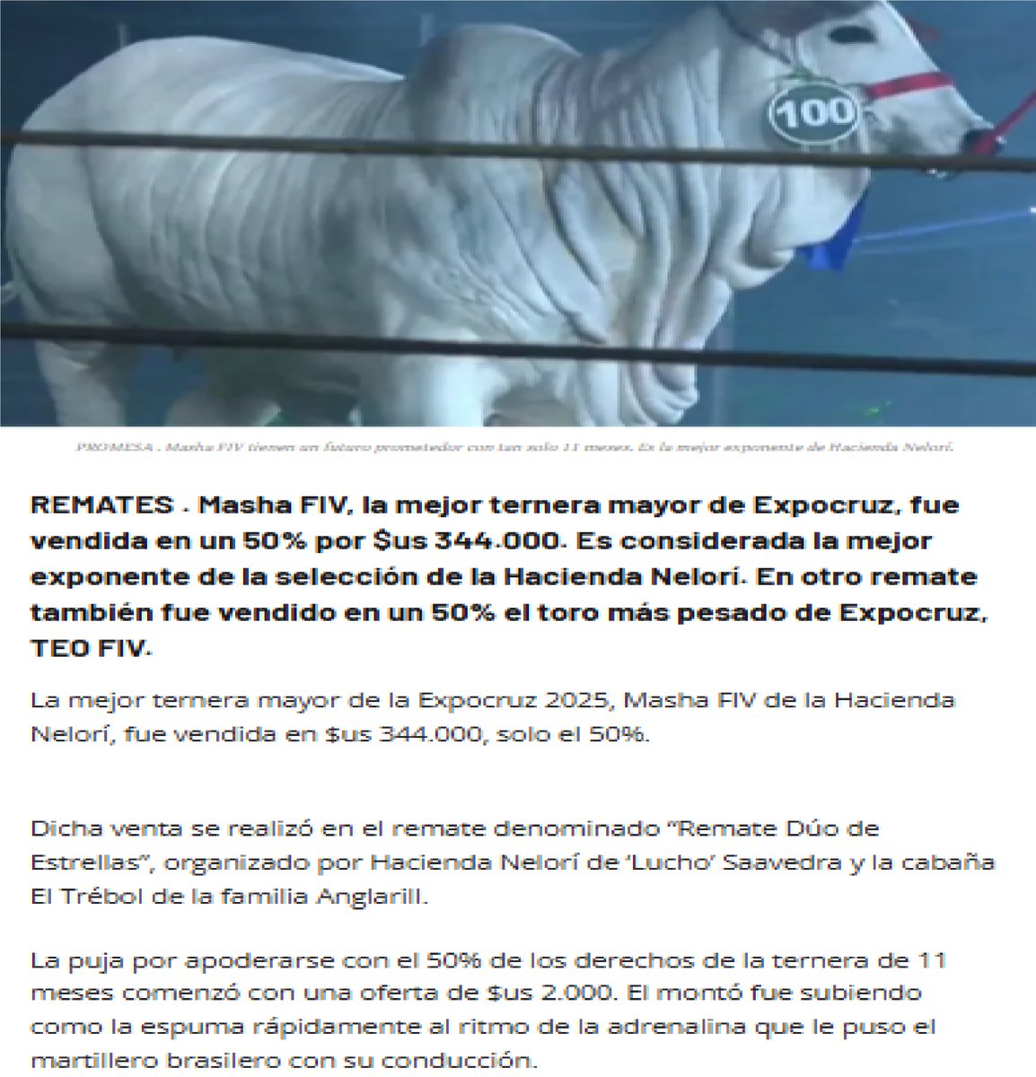 Ronoel99's tweet photo. La mejor ternera de Expocruz alcanza un valor de $us 688.000 https://t.co/l5WHrdY4jU.  Masha se perfila para seguir los pasos de Viatina. https://t.co/OaAXL4tgQf