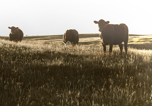 Stockfarmmag's tweet photo. Farming comes with risks. Agriplus manages it for you!
Protect your farm: theft, accidents, property, livestock, irrigation systems & more.
Protect what built you. Chat to your broker about Old Mutual Insure Agriculture Insurance.
@OldMutualInsure
#Agriplus https://t.co/LZIuvWJ41a
