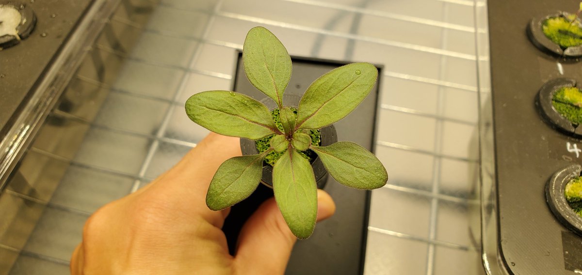 Sebastian S. Cocioba🪄🌷 tweet media