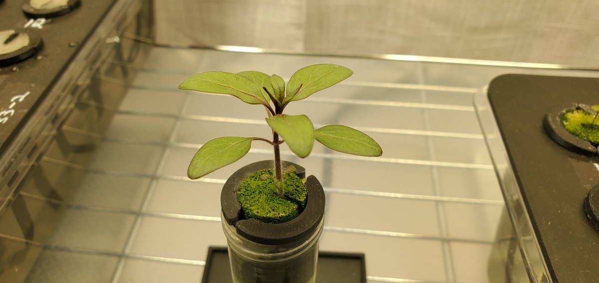 Sebastian S. Cocioba🪄🌷 tweet media