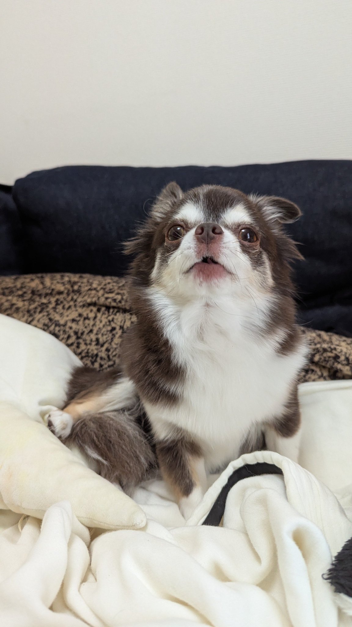 犬様U・x・U 楽天市場】【サイズ交換、返品対象外】【お試し4枚 M】PAWZ