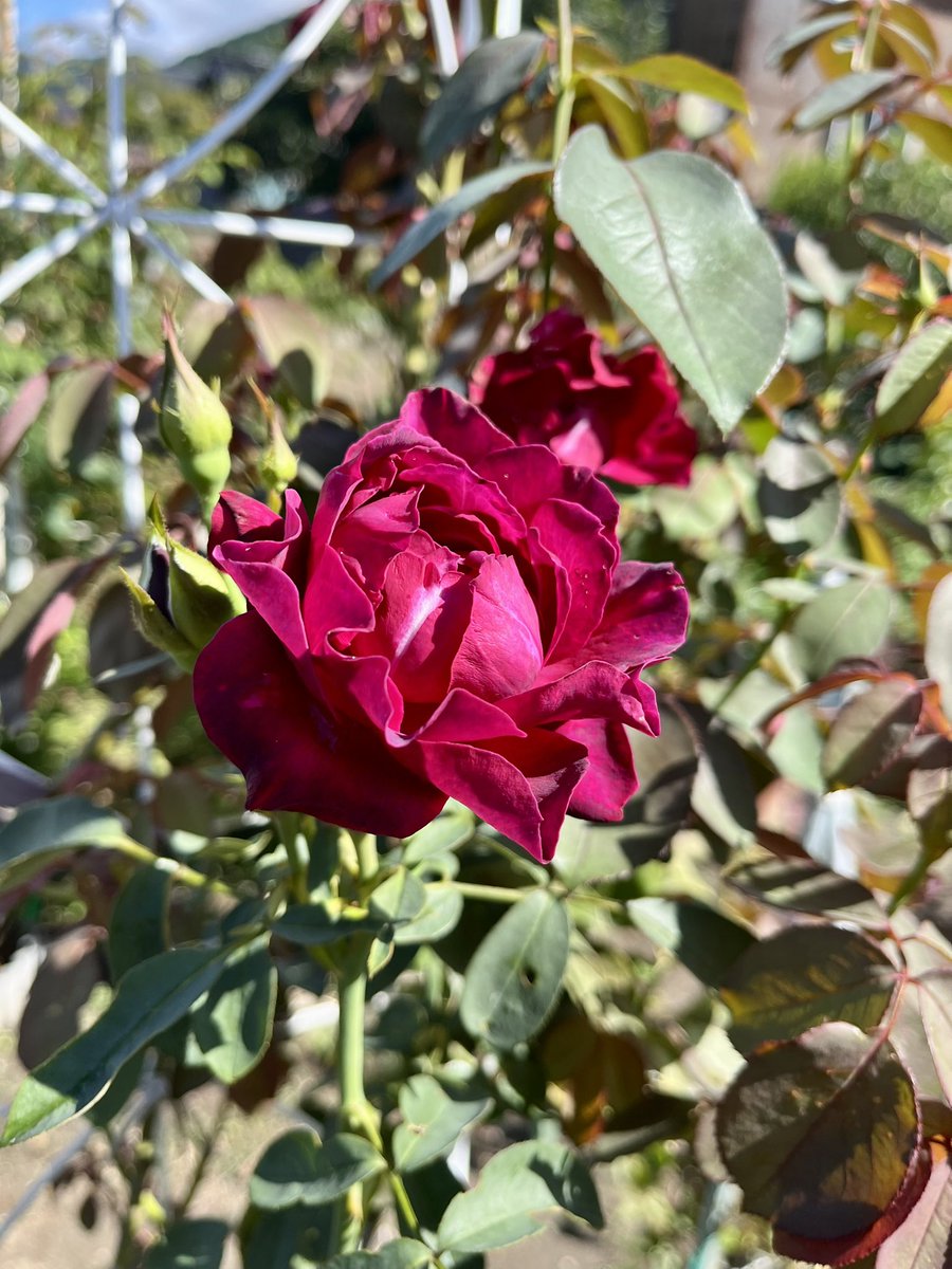 ❤︎sale❤︎デコパージュ ꔛ‬ꕤ ガーデン雑貨 *リメイクタイル*薔薇ピンク デコパージュ ꔛꕤ ガーデン雑貨 *リメイク *レンガ *タイル