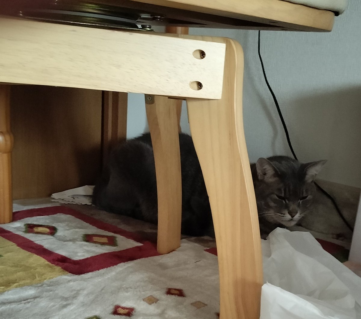 実家の猫、相変わらずの距離感が草