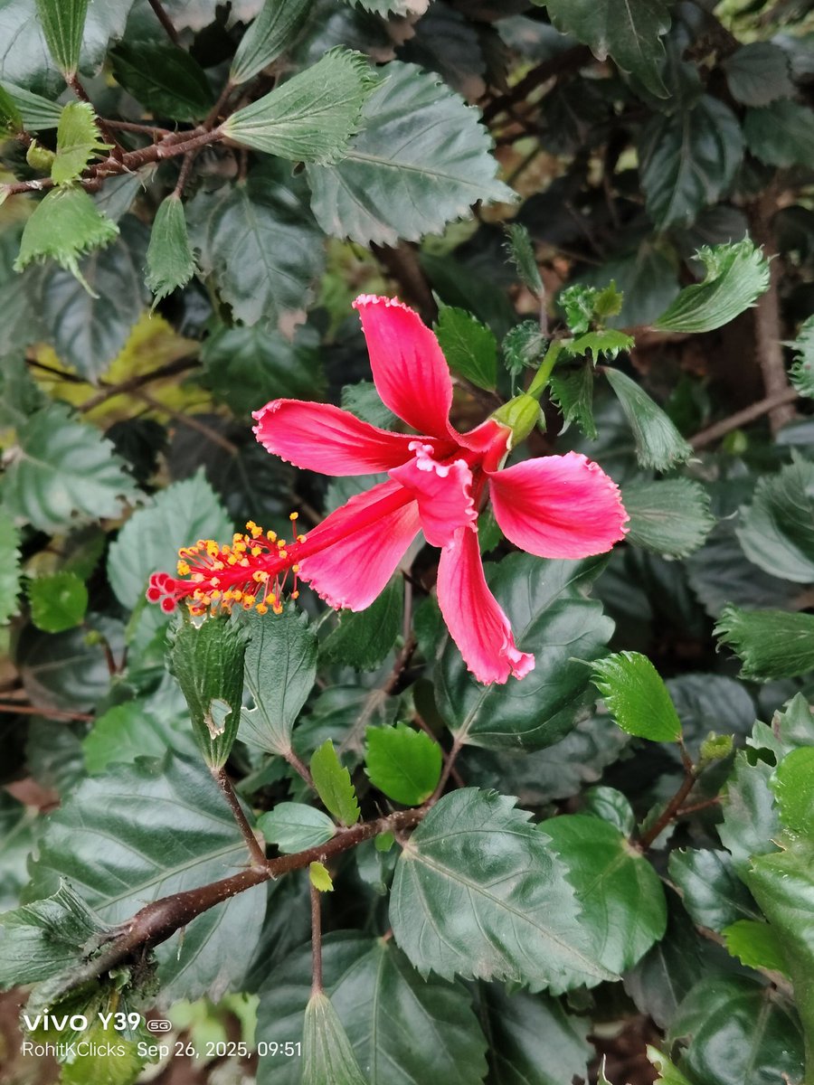 ROHITKUMBHOJKAR's tweet photo. The Colour Pink 🩷 always make Flowers Laugh more.
#Hibiscus
#theme_pic_india_pink
#RohitKClicks https://t.co/yA73hRKTSQ