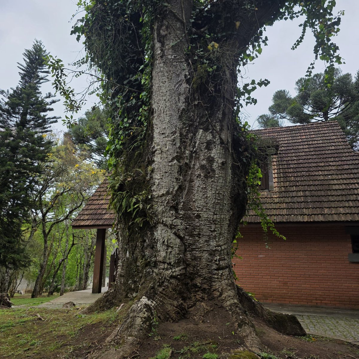 AnaMoretto4's tweet photo. #thicktrunktuesday #trees #treeoftheday #Treetime #thetreepeople #TreeTuesday 

Clube Santa Mônica, Curitiba PR, Brasil. https://t.co/jAzFSBheFF