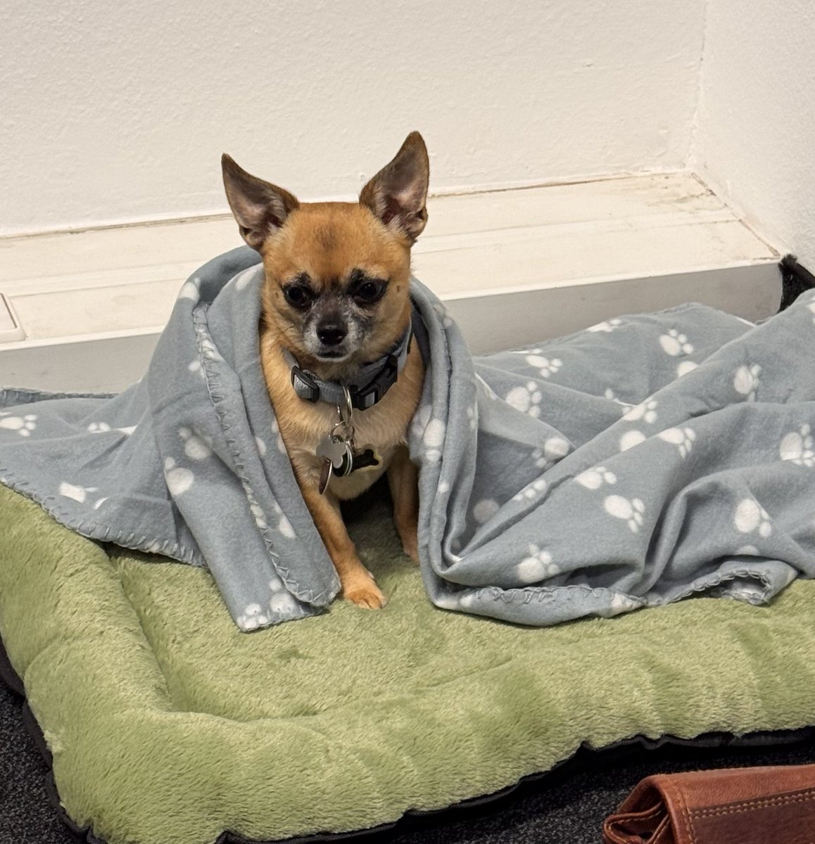 So, Herr Hundeschänderpapa, ich Hape dich pfon hier pfoll im Plick! Also: Ordentlich Arpeiten tun damit MEIN Keksgeld pferdient wird☝️ #twitterrudel