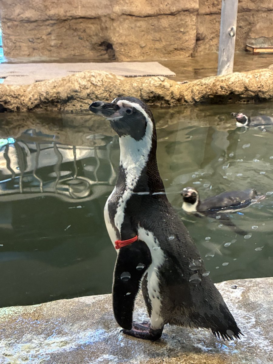 ペンギン剥製 2025年最新】Yahoo!オークション -ペンギン 剥製の中古品・新品