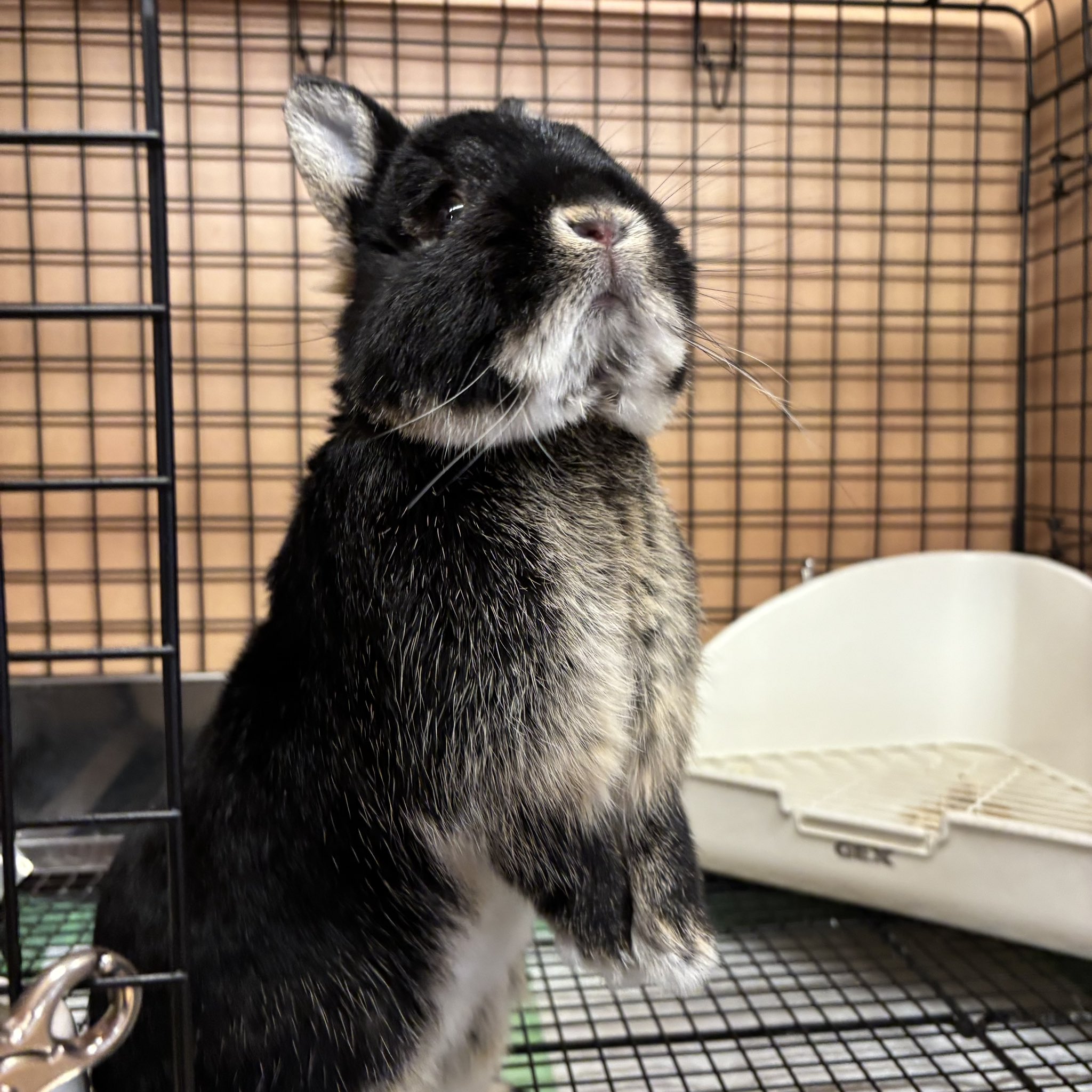 うさぎファーストOZworld　無印ワードローブ 女の子】ネザーランドドワーフの子うさぎをお迎えしました