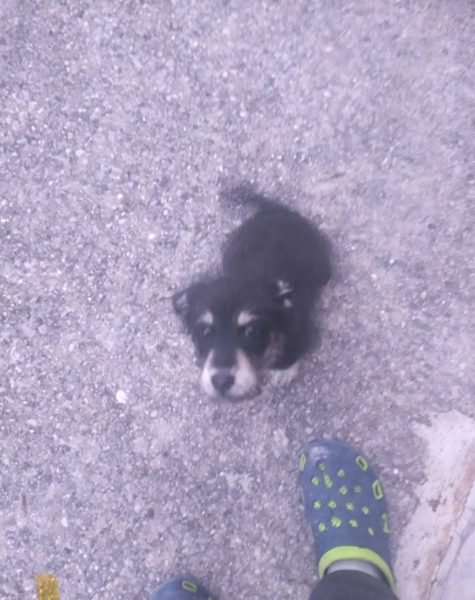 PetWorld_app's tweet photo. ¿Alguien sabe de un albergue que lo pueda recibir? 

Llegó a una casa en 📍huehuetoca, pero se puede llevar a 📍 CDMX 

Por favor, ayuden a compartir 🙏🙏

#PerritoPerdido #perritocallejero #cdmx https://t.co/qTg9kGSK7y