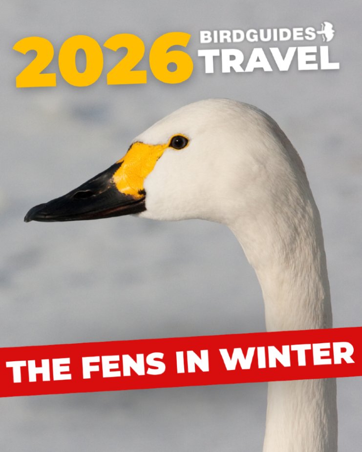 BirdGuides's tweet photo. Winter magic awaits in the Fens!
Join us 26–30 January 2026 for a five-day birding adventure across the East of England Fens
🔗 Find out more here - https://t.co/Hvb3j074T8
#Birding #BirdGuidesTravel #WinterBirding #FensInWinter #UKBirding https://t.co/Ajvi2nl38N