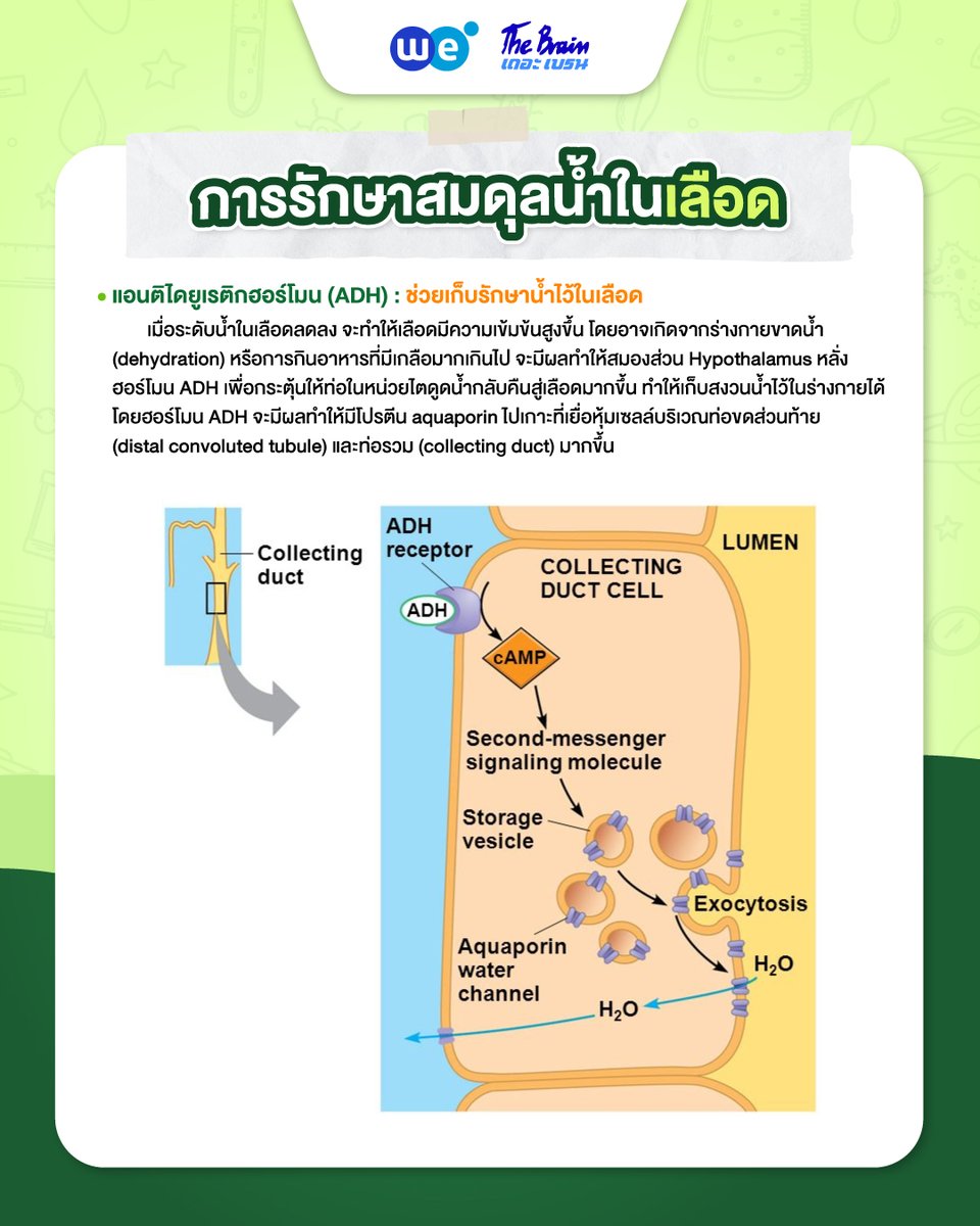 WEBYTHEBRAIN's tweet photo. ชีวะจำง่าย กลายเป็นสนุก 👉🏻 สรุปชีวะ
เรื่อง…ฮอร์โมนที่รักษาสมดุลสารต่าง ๆ ในเลือด 🆎 by พี่บิ๊ก เดอะเบรน🔥
คอร์สชีววิทยา A-Level รวมทุกบท
สมัครเลย https://t.co/aJnS2W8ann
ทดลองเรียนฟรี https://t.co/yocDT27p0x
#ฮอร์โมน #tcas69 #alevelชีวะ #ชีวะพี่บิ๊ก #webythebrain https://t.co/0jQxY8XIUS