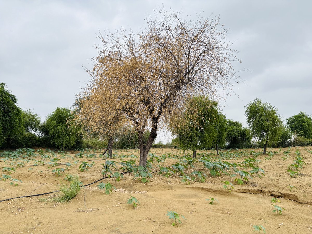 पानी की  उपलब्धा के बावज़ूद आजकल ये पेड़ पौधे #सूखे जा रहे हैं इनका क्या कारण हो सकता है ….? 
#खेजड़ी के पेड़ तो हर 10 पेड़ो में एक पेड़ सूख रहा है 
ऐसा कोई उपाय हो तो बताए जिससे कि हम इन पेड़ पोधों को बसा सकें …
#climatechange 
#Climate 
#ClimateScam