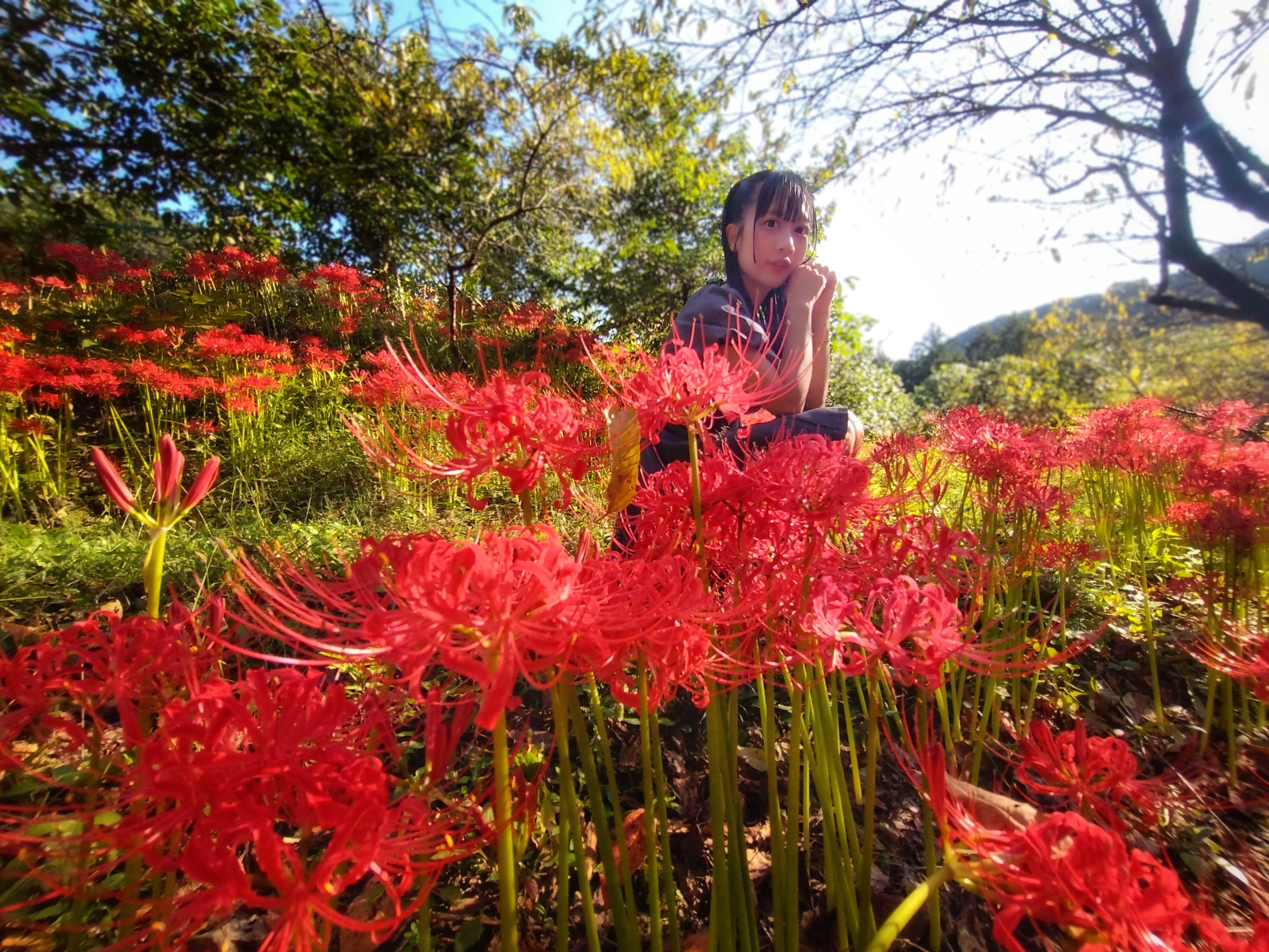 彼岸花 東京都・墨田区 横網町公園】 🦋煌く秋のワルツ2🦋 去年ポストの