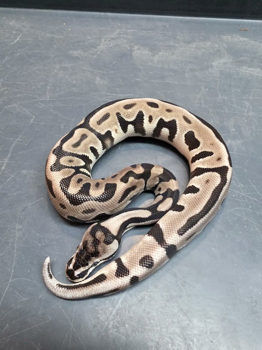 KaoticMorphz's tweet image. LOVE THIS GIRL...🐍
PAIRING WAS A PASTEL LEOPARD SPOTNOSE VPI AXANTHIC TO A ENCHI VPI AXANTHIC... 🐍
#KAOTICMORPHZ
#BABYBALLPYTHON
#MORPHMARKET