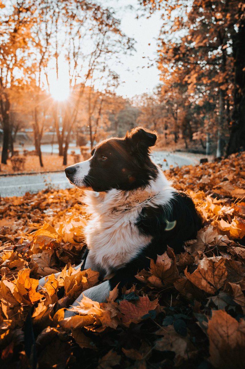 marie_nassar's tweet image. Good morning X-Friends…Happy Tuesday 🌼🍂☕️🐕🧡🤎

#TuesdayMorning 🌼 #CoffeeTime ☕️ #DogsLover 🐕 #StayPositive 💛 #PeaceAndLove 🕊️