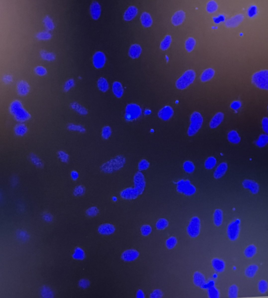 日本列島細胞核みっけて思わずスクショ