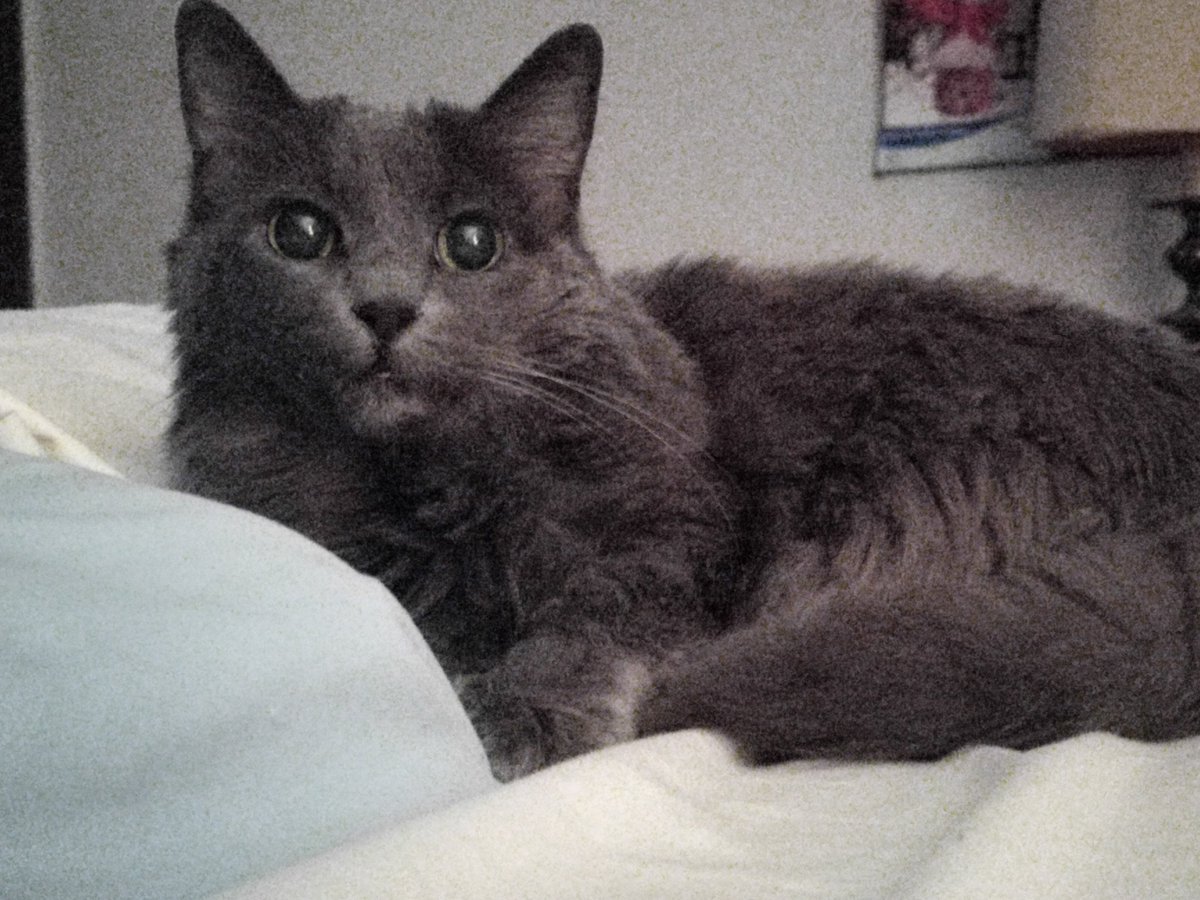 PhoenixWildish's tweet photo. @john_robicheau Agreed. Remember #HRHPrincessDips? She turns 15 November 5th. Still a FLOOFY gurl! 😁☮️ I feel very lucky indeed. 🤗 https://t.co/Y0JugKH6pH