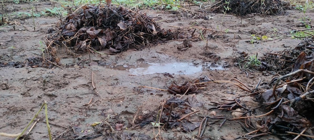 उजड़ी हुई फसले टूटे हुए सपने और रोता है किसान...
ऐ बारिश तेरा यूँ अचानक आना कोई ख़ुशी की बात नही...😭😭
बेसमय बारिश का होना किसानों के लिए चिंता का विषय है। <a href="/RajCMO/">CMO Rajasthan</a> <a href="/CMHelpdesk/">Rajasthan CM Helpdesk</a> <a href="/rb_jaat/">Rajendra Bidiyasar【 राहगीर 】डीडवाना</a> <a href="/NFUofficial1/">नेशनल फ्रीडम यूनियन ऑफिशल</a> <a href="/JATbera1/">Bhera ram</a>
<a href="/Bhincharpooja/">Pooja bhinchar </a>
#किसान_मांगे_मुआवज़ा