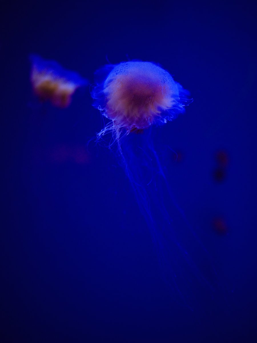 GM Fam &amp; Happy #TEZOSTUESDAY ☀️

My drop for today 🪼  5 editions, 5 tez.

🔗objkt.com/tokens/KT192wD… 

And let the coffee flow, today it’s on me! ☕