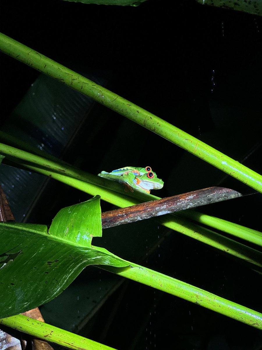 𝐖𝐡𝐚𝐭 𝐂𝐨𝐬𝐭𝐚 𝐑𝐢𝐜𝐚 𝐭𝐚𝐮𝐠𝐡𝐭 𝐦𝐞 𝐚𝐛𝐨𝐮𝐭 𝐬𝐮𝐬𝐭𝐚𝐢𝐧𝐚𝐛𝐥𝐞 𝐭𝐨𝐮𝐫𝐢𝐬𝐦 
The promise and the pressure. For this longread, I spoke with Ed from Edventure, a pioneer in sustainable travel. sherpasstories.com/en/costa-rica-… #costarica #Sustainabletourism