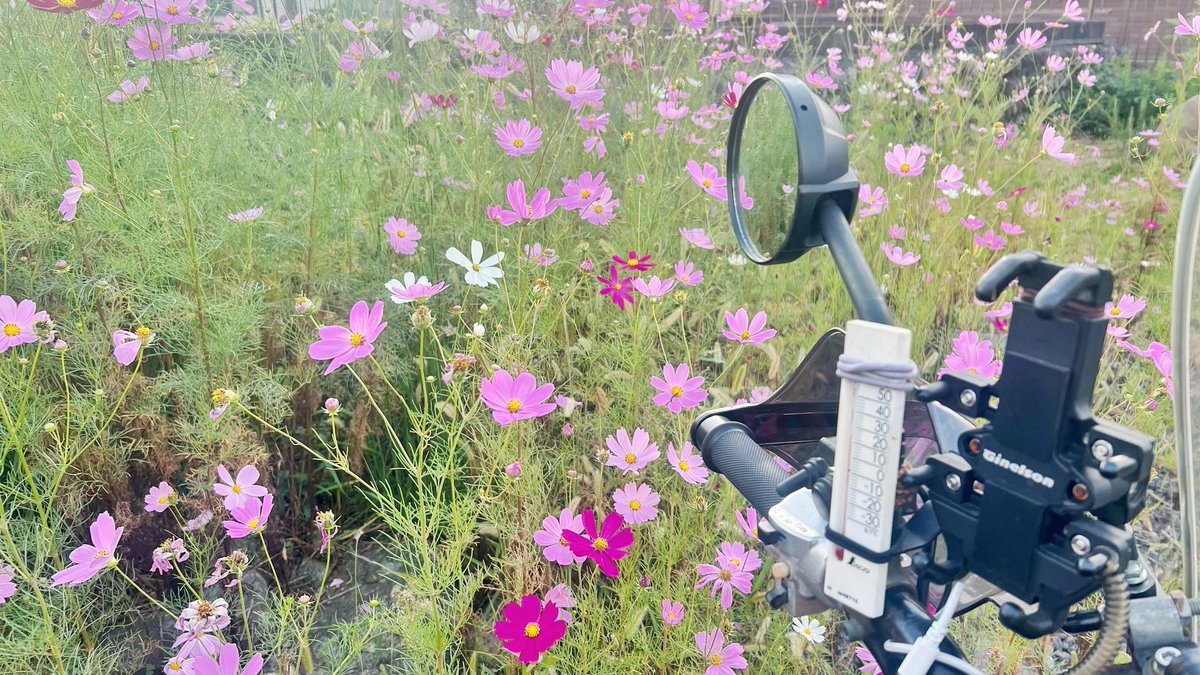 コスモス アトモスのアディダス オリジナルス別注第10弾、初代の配色を