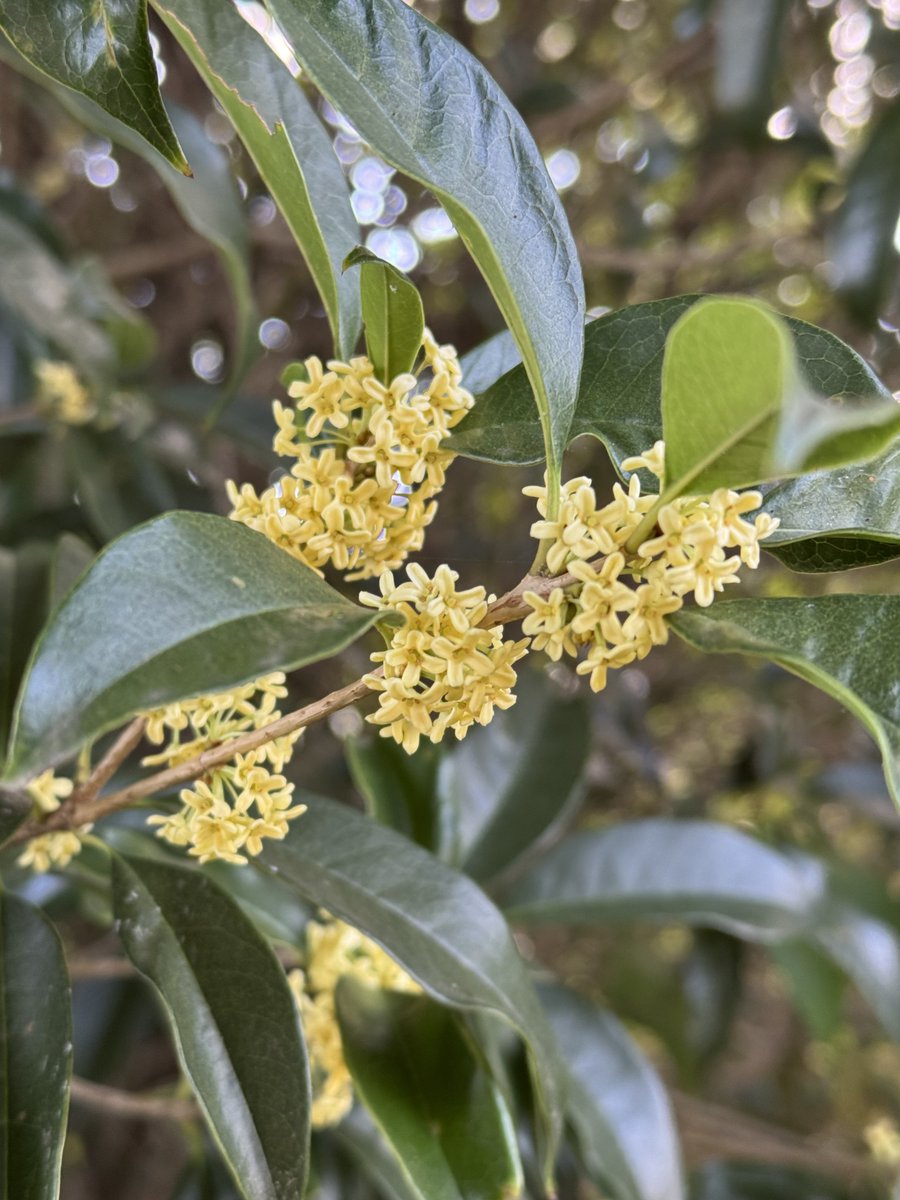 自治医科大学救急医学講座/救命救急センター＋栃木県寄附講座災害医学講座は、救急患者さんの診療だけでなく研究や教育も積極的に行っております。そんな研究開発の成果の一つとしてGtPS(光ガイドカテーテルシステム)が今回発売されました。X線を使わず胃内の栄養チューブの位置が確認できる装置です。