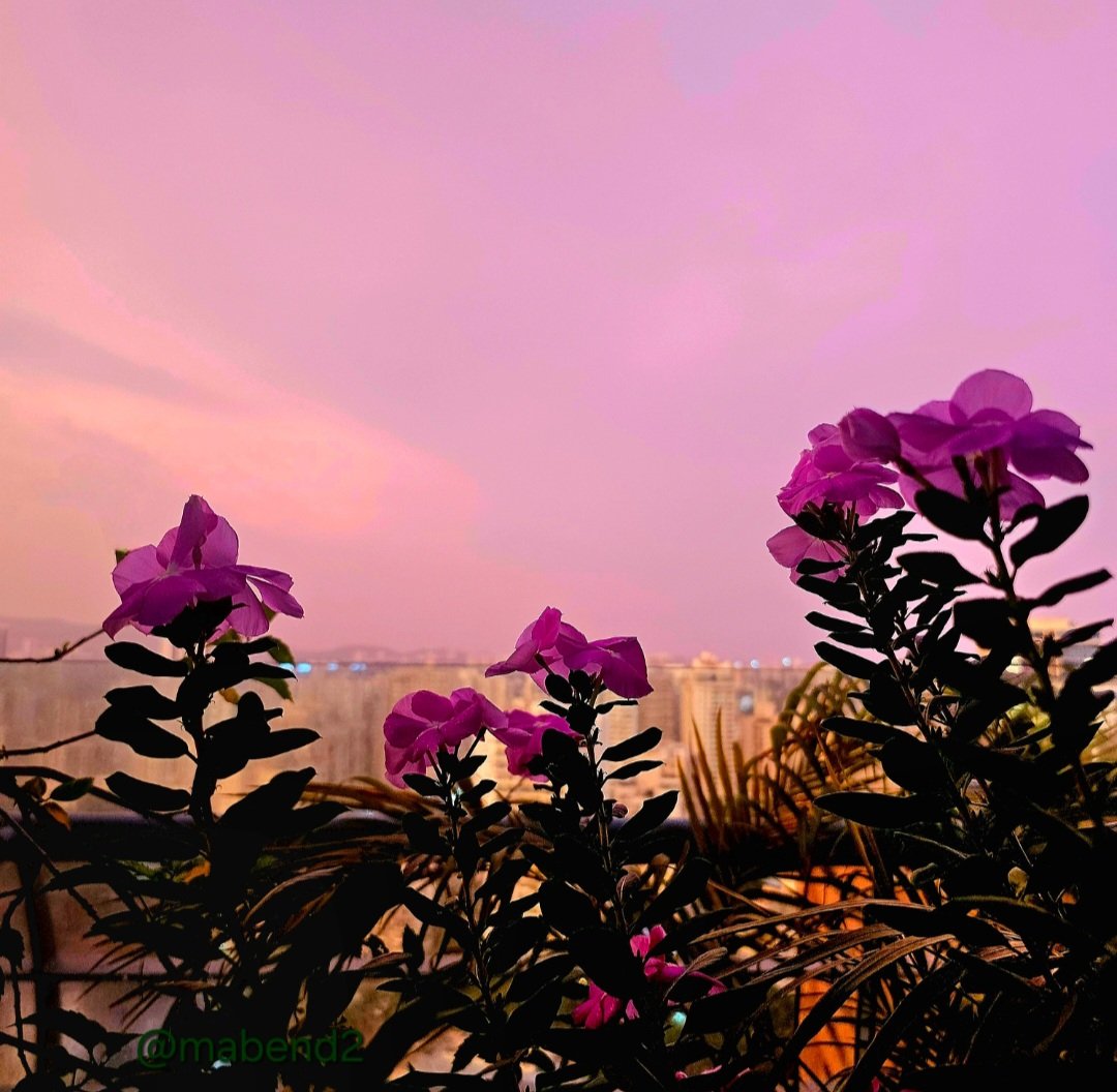 mabend2's tweet image. Today's colour.... pink 🩷

#theme_pic_India_pink