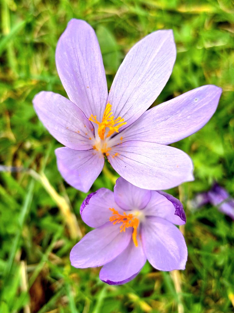 El safrà bord floreix a la tardor entre 1400 i 2300 m d'altitud, en prats o en boscos caducifolis humits. És molt resistent al fred. Les flors tenen 3 estams d'anteres grogues i llargs estigmes de color carbassa.
Està emparentat amb la safranera, l'espècia culinària.