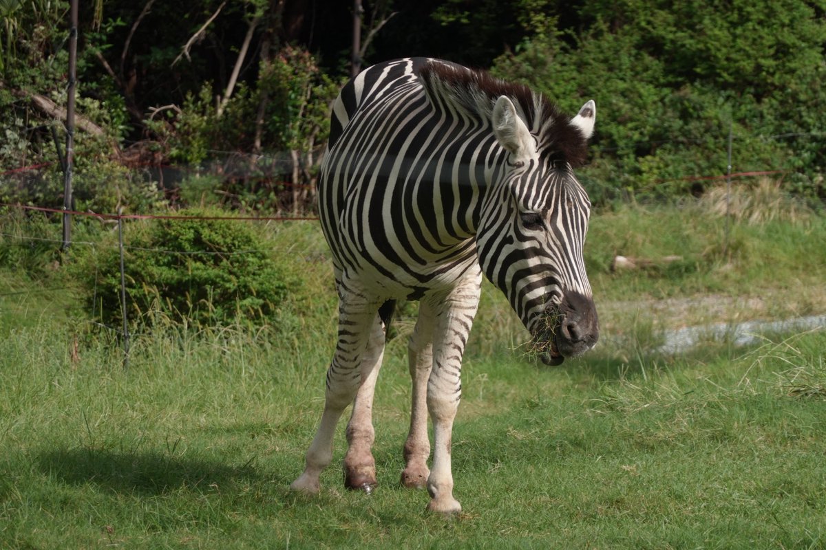 さゆプロ(オラターナ♥)永遠の木漏れ日 (@twister_0117) / X