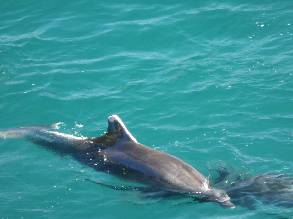 janischshane's tweet photo. #TaijiJapan
Marking dolphins with paint not for conservation. Basically for recapture one dolphin at a time.
Sad and sick way to make money.
#EndTheCove
#SaveTheSpecies
#StopAnimalCruelty
#endCaptivity https://t.co/5fIiNI5JOS