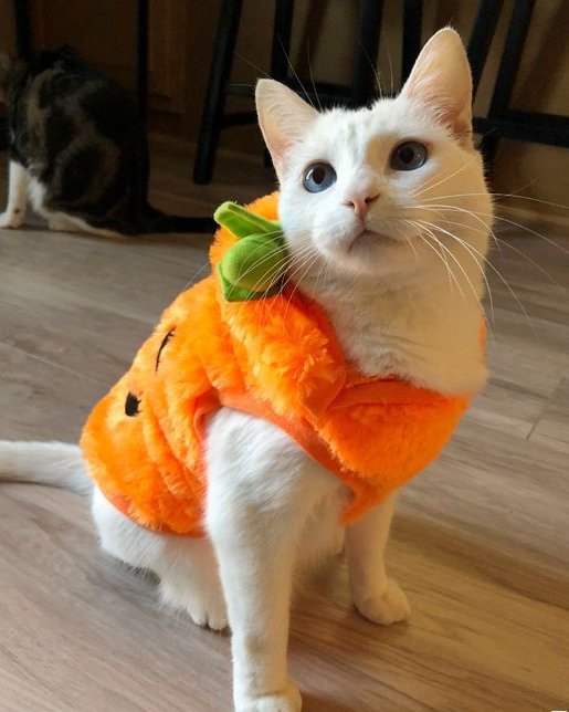 PawsOrWhiskers🛜🐾🦮🐈‍⬛🐈😻❤️ tweet media