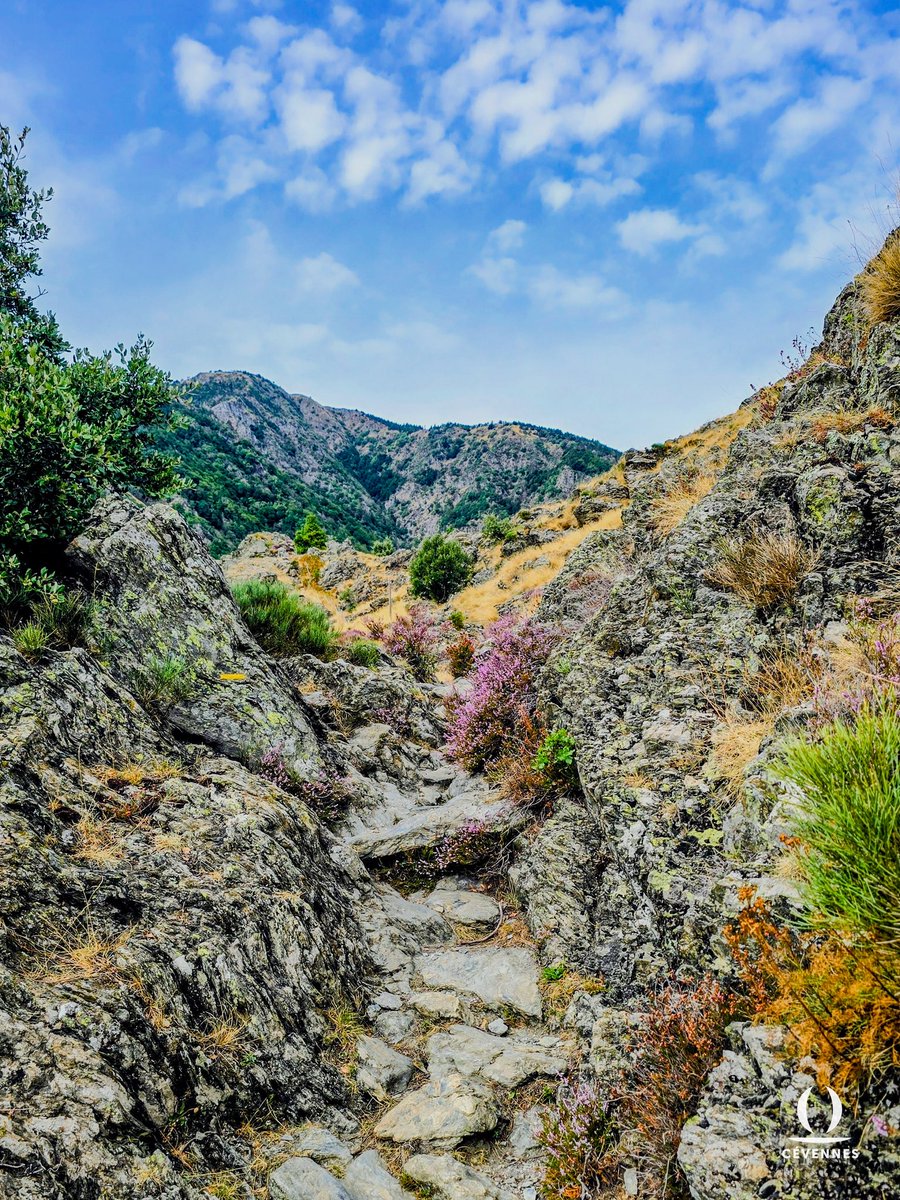 « Vous le savez, la pierre où court un scarabée,
Une humble goutte d’eau de fleur en fleur tombée,
Un nuage, un oiseau, m’occupent tout un jour.
La contemplation m’emplit le cœur d’amour. »
🪨🌱🌺⛰️
📖 Victor Hugo
📷 Didier Soisson
🗺️ Mont Aigoual 
#Cevennes #MontAigoual