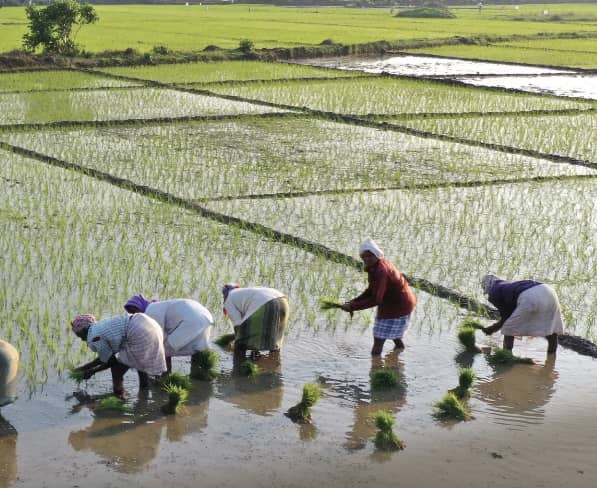 AimePatrickIra1's tweet image. From bent backs to bountiful harvests 🌾 Every seed planted with care today becomes tomorrow&apos;s success. Smart agriculture investment + dedicated management = sustainable prosperity. #Agriculture #FarmLife #HardWorkPaysOff.