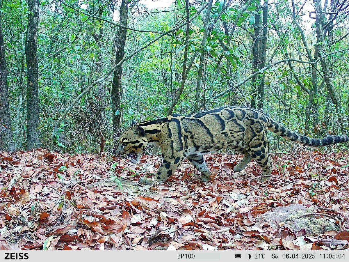 wii_india's tweet image. The #CloudedLeopard’s survival in NE India depends on fragile forest linkages. Our study models habitat &amp;amp; connectivity of the vulnerable #CloudedLeopard in NE India. 73, 449 sq. km of landsacpe of the region offers moderately to highly suitable habitat. 30 core habitats, 64…