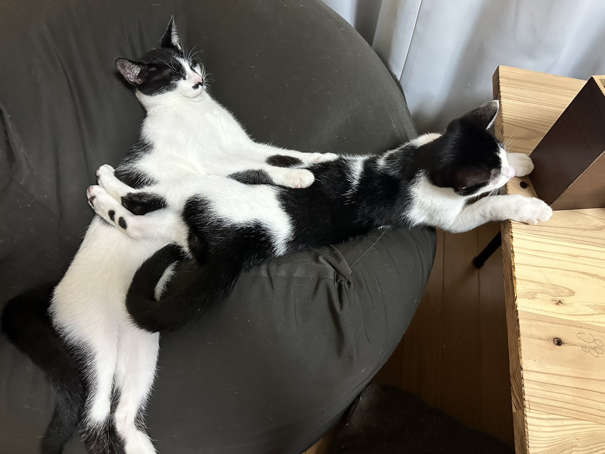 黒猫 kuroneko.8901 | 涼しくなったら猫同士の密着度が増すよね