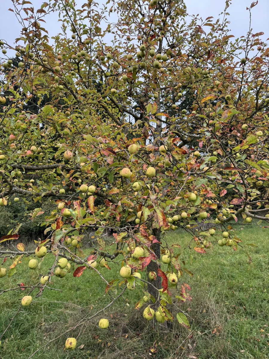 pulpo404 tweet media