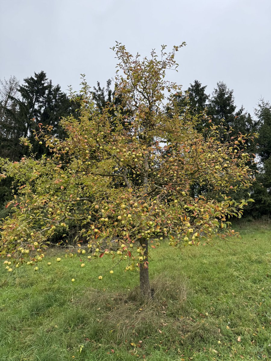 pulpo404 tweet media