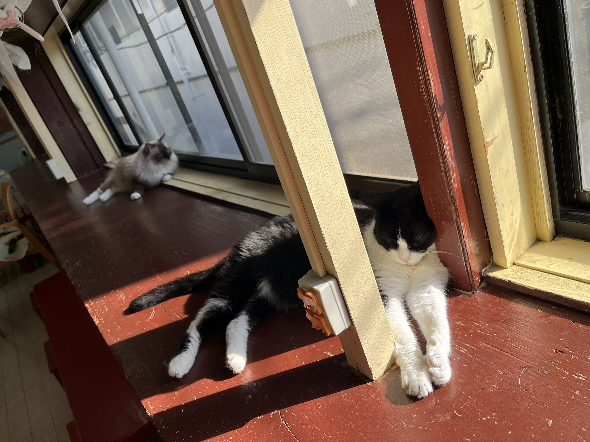 ねこコレ山形 on X: 