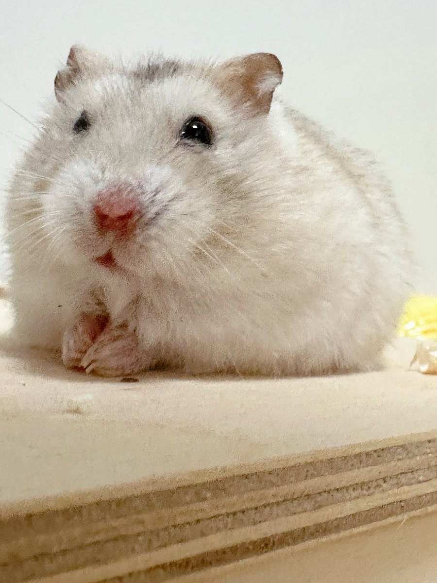 푸둠푸둠~하다 그냥 기니피그다 지금