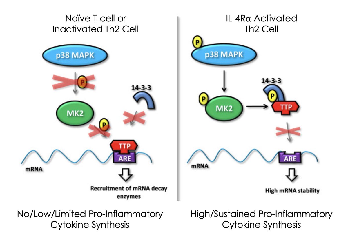 HOThomasWPhelps's tweet photo. Zinc finger protein 36 #ZFP36, #tristetraprolin (TTP), is an RNA-binding protein and negative regulator of mRNA stability for inflammatory cytokines by binding to AU-rich elements #ARE, leading to mRNA decay and reduced protein expression.
In #Th2 cells, ZFP36 regulates pro-inflammatory cytokines including IL4, IL5, IL13
https://t.co/4Ac0nN7Bco
Pathway Explanation⤵️
1. IL-4 binds to IL-4Rα activating it
2. #JAK1 recruited within cell, phosphorylating receptor
3. IRS1/2 and #GRB2 bind via SH2 domain to JAK1 phosphorylated tyrosine activating the #PI3K and #MAPK pathway respectively
4. PI3K and MAPK kinases phosphorylate serines on ZFP36 family protein negative regulators
5. ZFP36-P stabilised and negatively charged does not bind to ARE and/or associate w/ other proteins to decay mRNA. Thus, protein expression for pro-inflammatory cytokines can stay on longer resulting in higher production IL4, IL5, IL13
Plays role in exacerbated inflammation in asthma, psoriasis, and atopic dermatitis