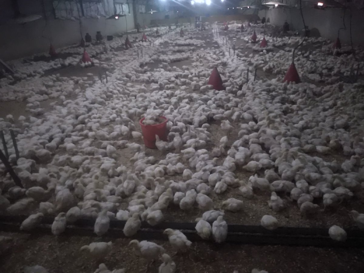 محمد الجوكر. (@fadl8788ly) on Twitter photo 