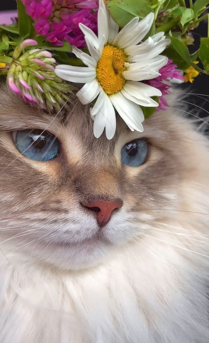 Tovulga's tweet photo. Günaydın!. 🐈 https://t.co/aavfDP1yLh